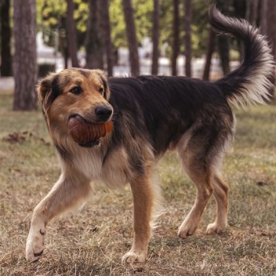 Syssla, 1 pc | Treat dispenser dog toy